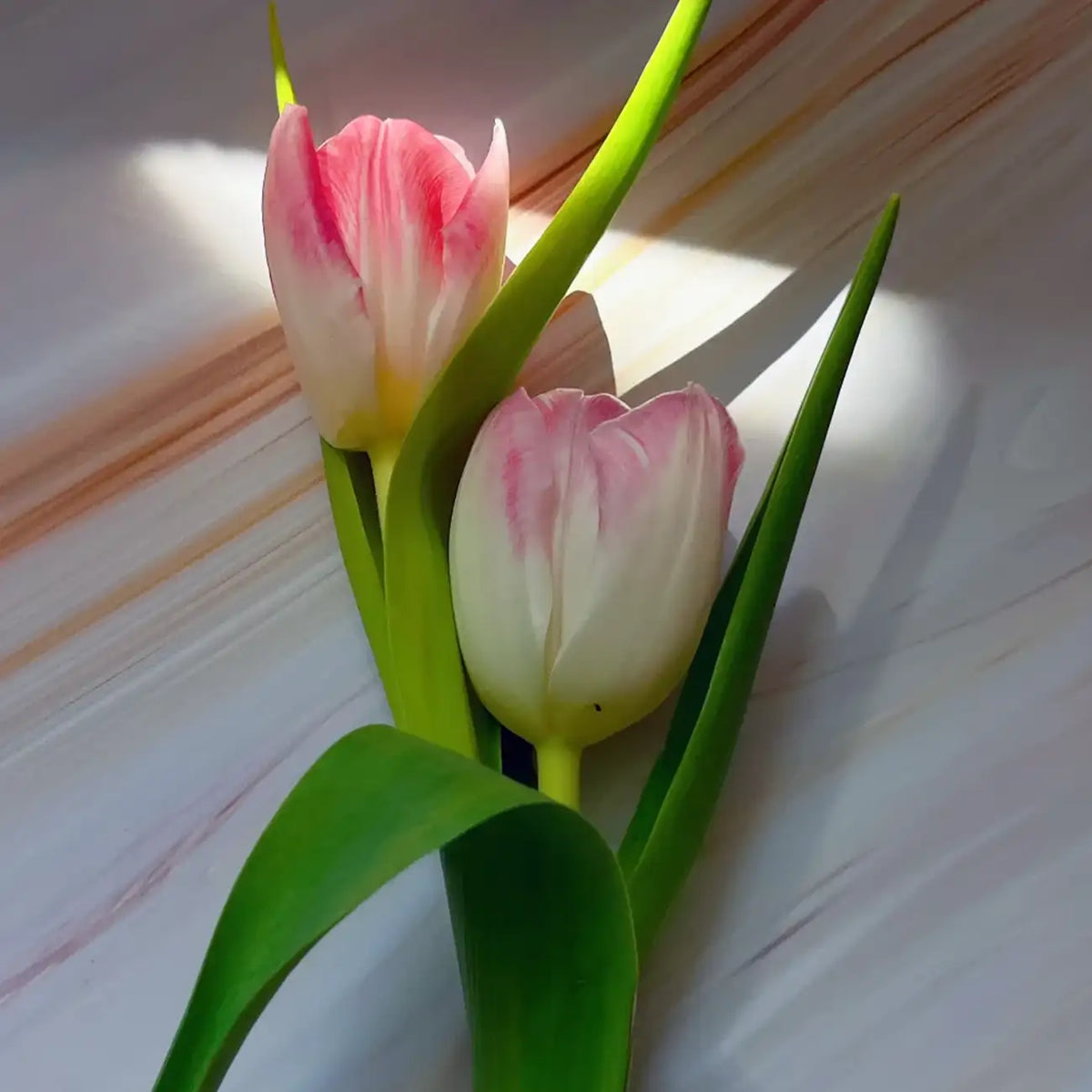 Tulip 'Macaron' Seeds