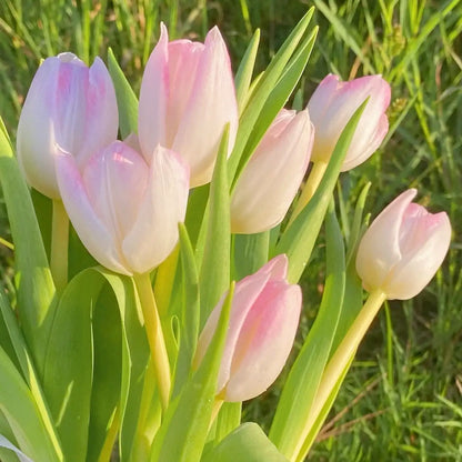 Tulip 'Macaron' Seeds