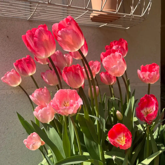 Tulip 'Mad Poem' Seeds