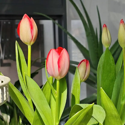 Tulip 'Mad Poem' Seeds