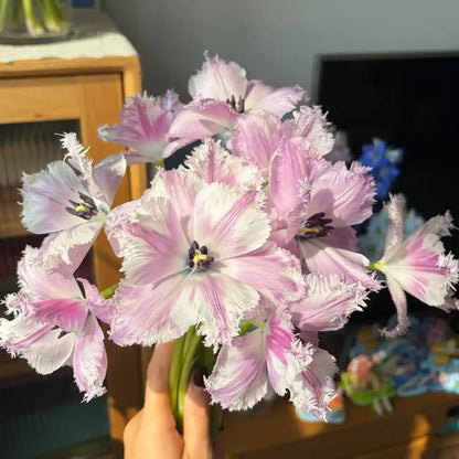 Tulip 'Margot' Seeds