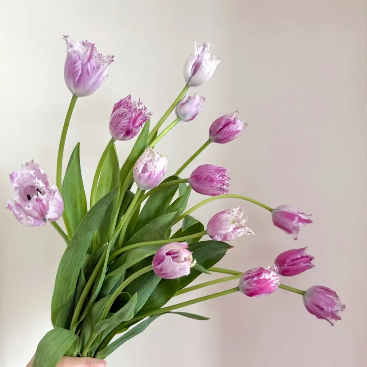 Tulip 'Margot' Seeds