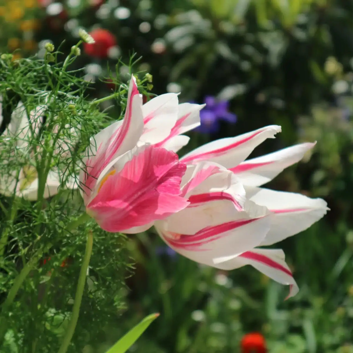 Tulip 'Marilyn' Seeds
