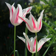 Tulip 'Marilyn' Seeds