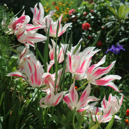 Tulip 'Marilyn' Seeds