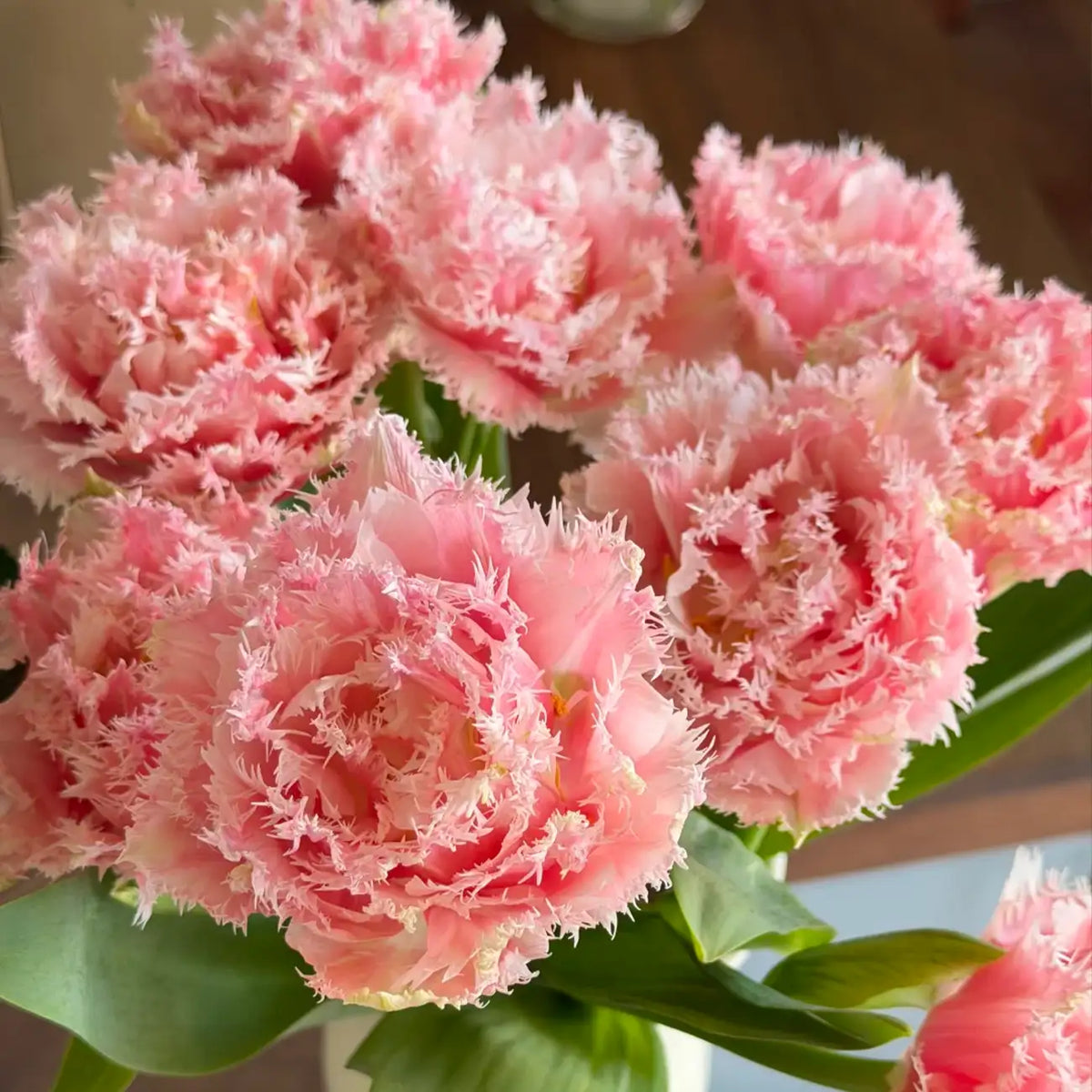 Tulip 'Mermaid Island' Seeds