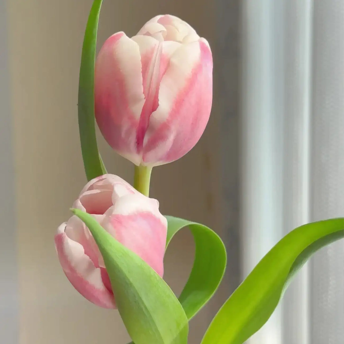 Tulip 'Moulin Rouge' Seeds