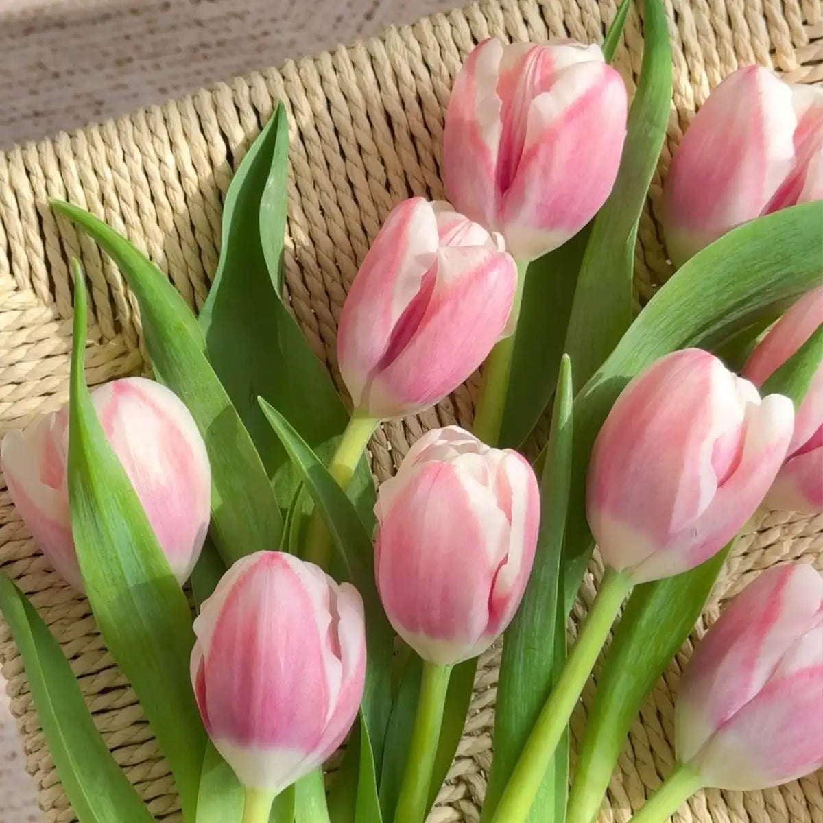 Tulip 'Moulin Rouge' Seeds