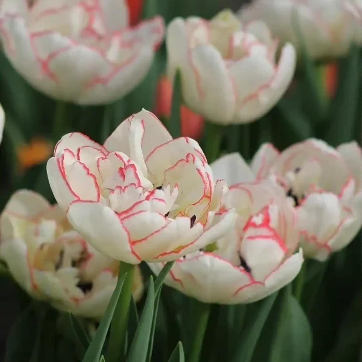 Tulip 'Nature Love Song' Seeds