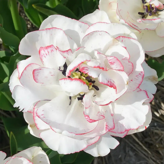 Tulip 'Nature Love Song' Seeds