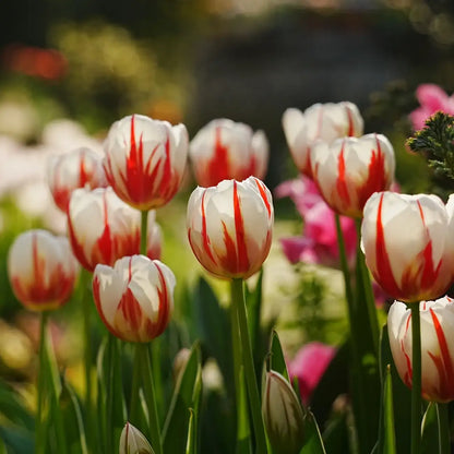 Tulip 'Next Generation of Happiness' Seeds