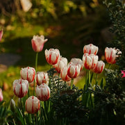 Tulip 'Next Generation of Happiness' Seeds