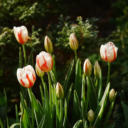Tulip 'Next Generation of Happiness' Seeds