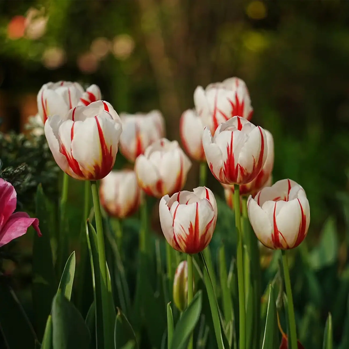 Tulip 'Next Generation of Happiness' Seeds