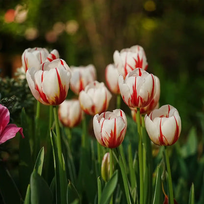 Tulip 'Next Generation of Happiness' Seeds