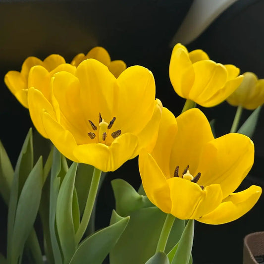 Tulip 'Norwegian Sun' Seeds
