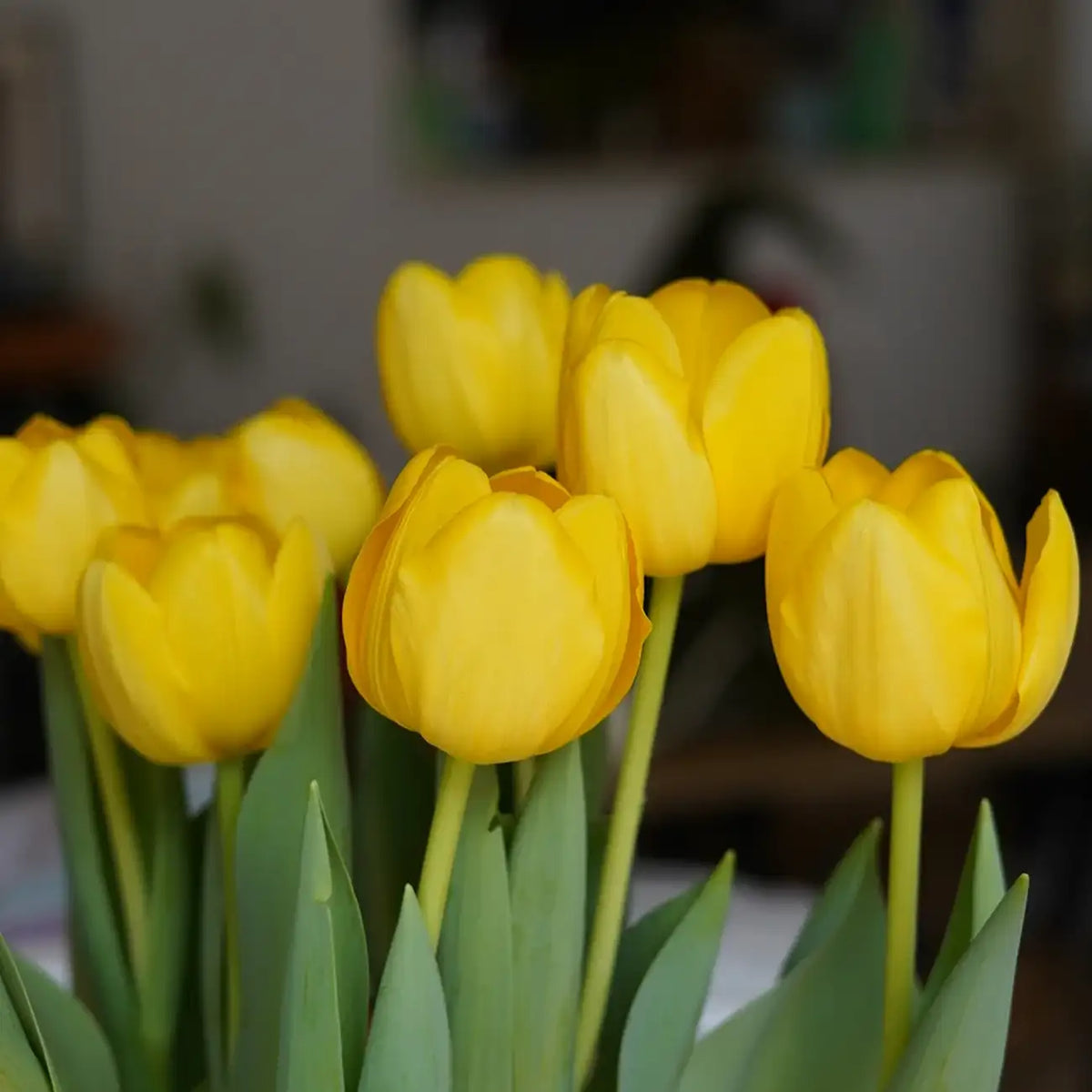 Tulip 'Norwegian Sun' Seeds