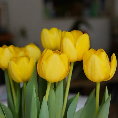 Tulip 'Norwegian Sun' Seeds