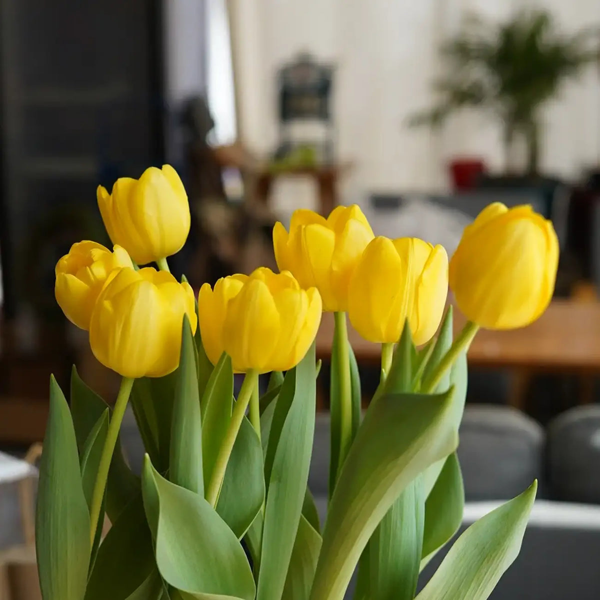 Tulip 'Norwegian Sun' Seeds