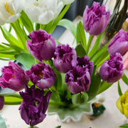 Tulip 'Nova' Seeds