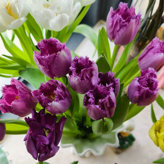 Tulip 'Nova' Seeds