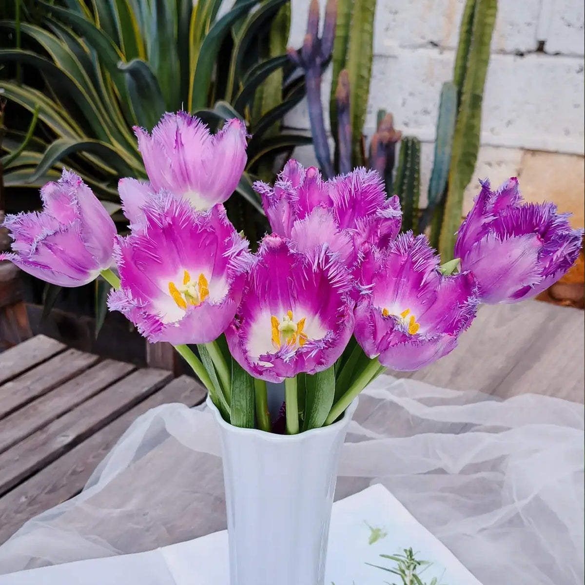 Tulip 'Nova' Seeds