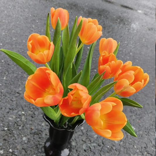 Tulip 'Orange Juice' Seeds
