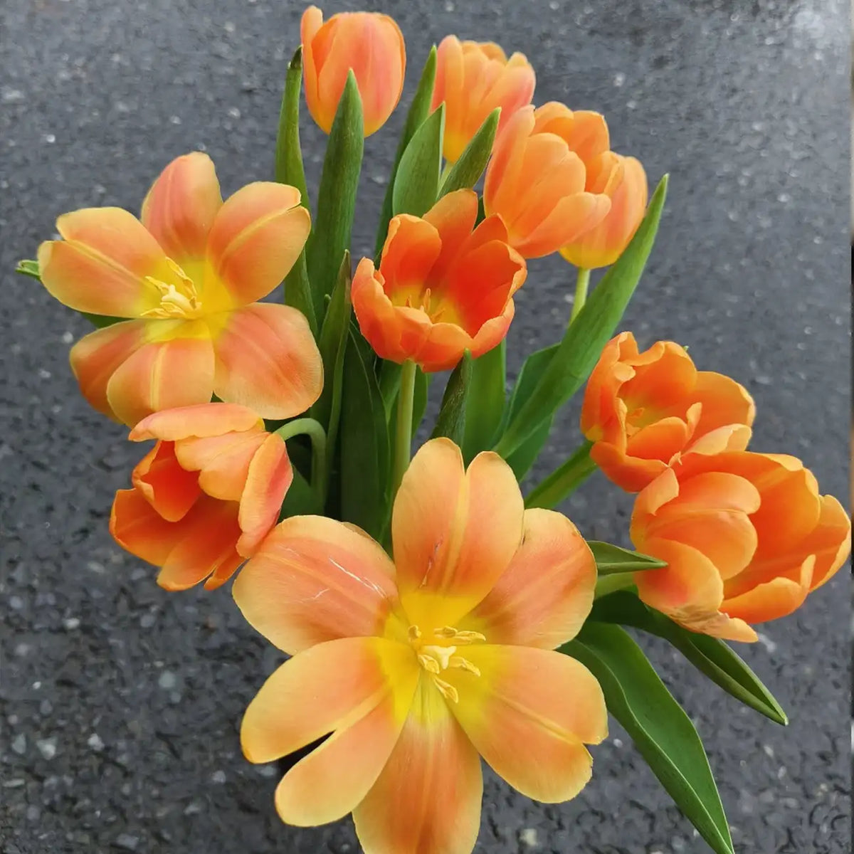 Tulip 'Orange Juice' Seeds