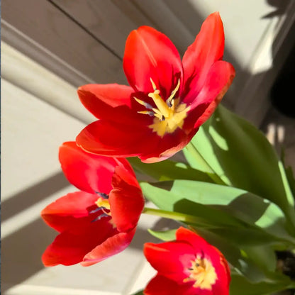 Tulip 'Orange Van Eijk' Seeds