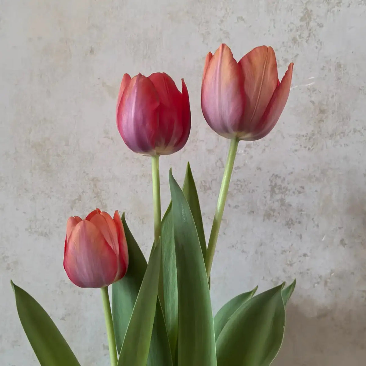 Tulip 'Orange Van Eijk' Seeds