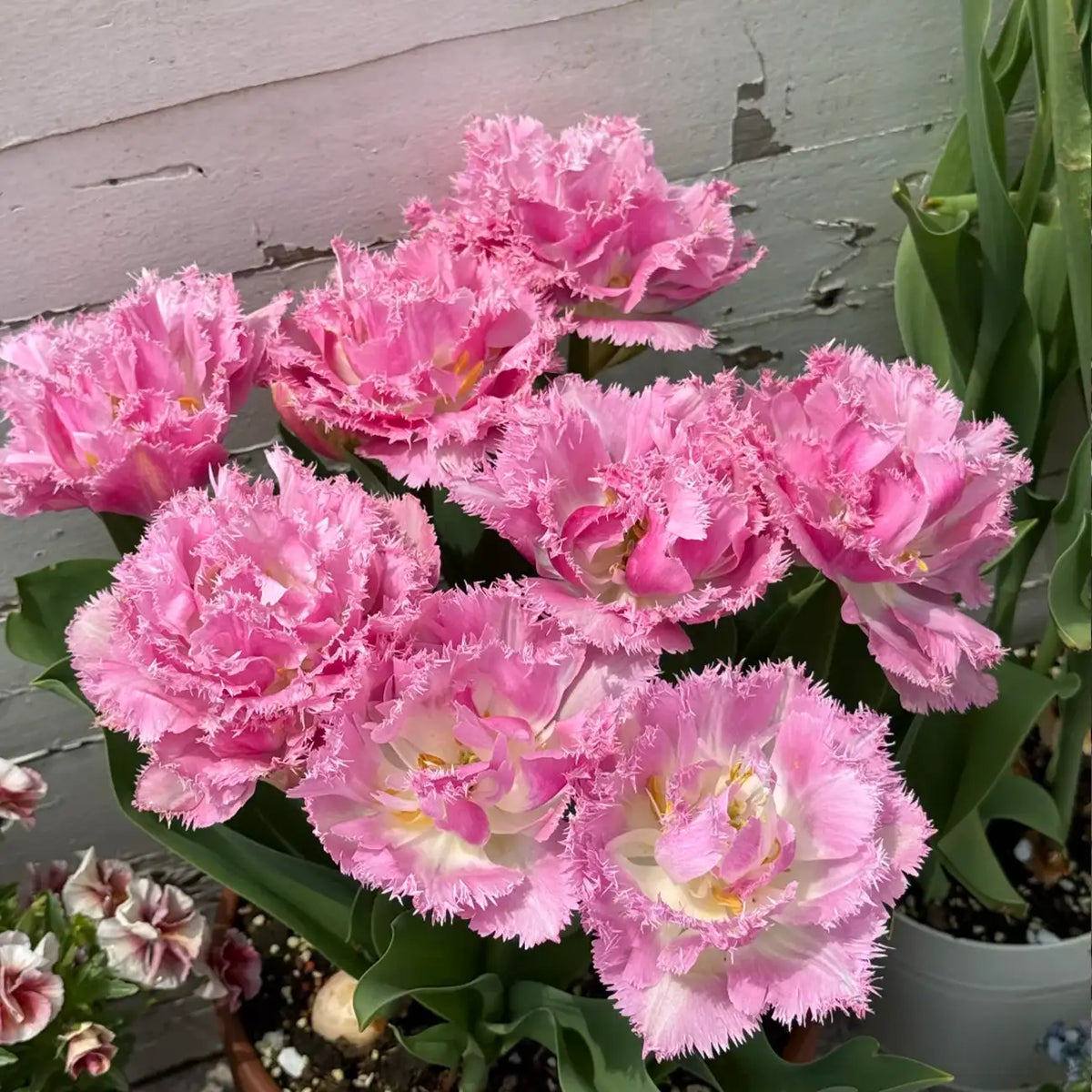 Tulip 'Pace' Seeds