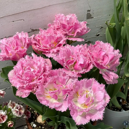 Tulip 'Pace' Seeds