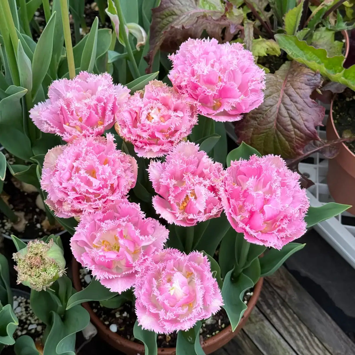 Tulip 'Pace' Seeds