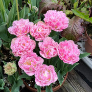 Tulip 'Pace' Seeds