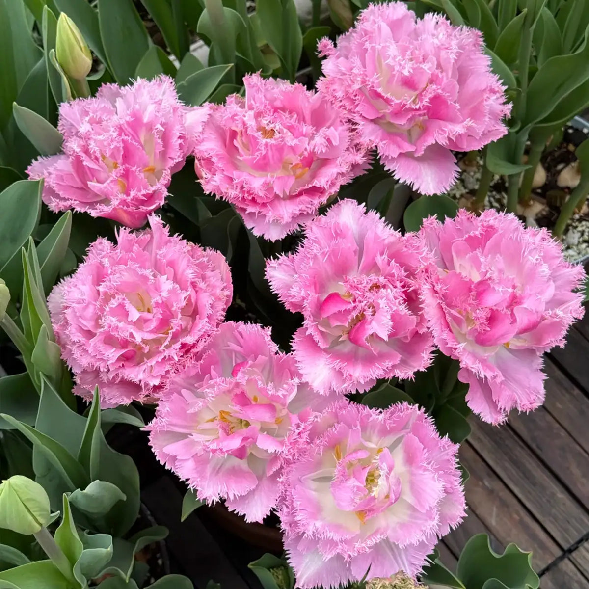 Tulip 'Pace' Seeds