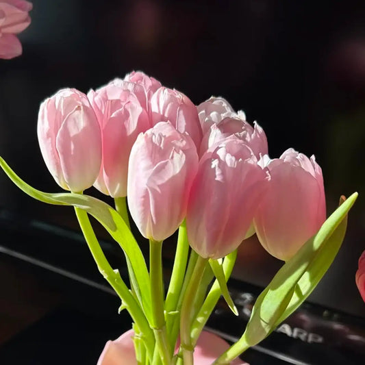 Tulip 'Pink Dynasty' Seeds