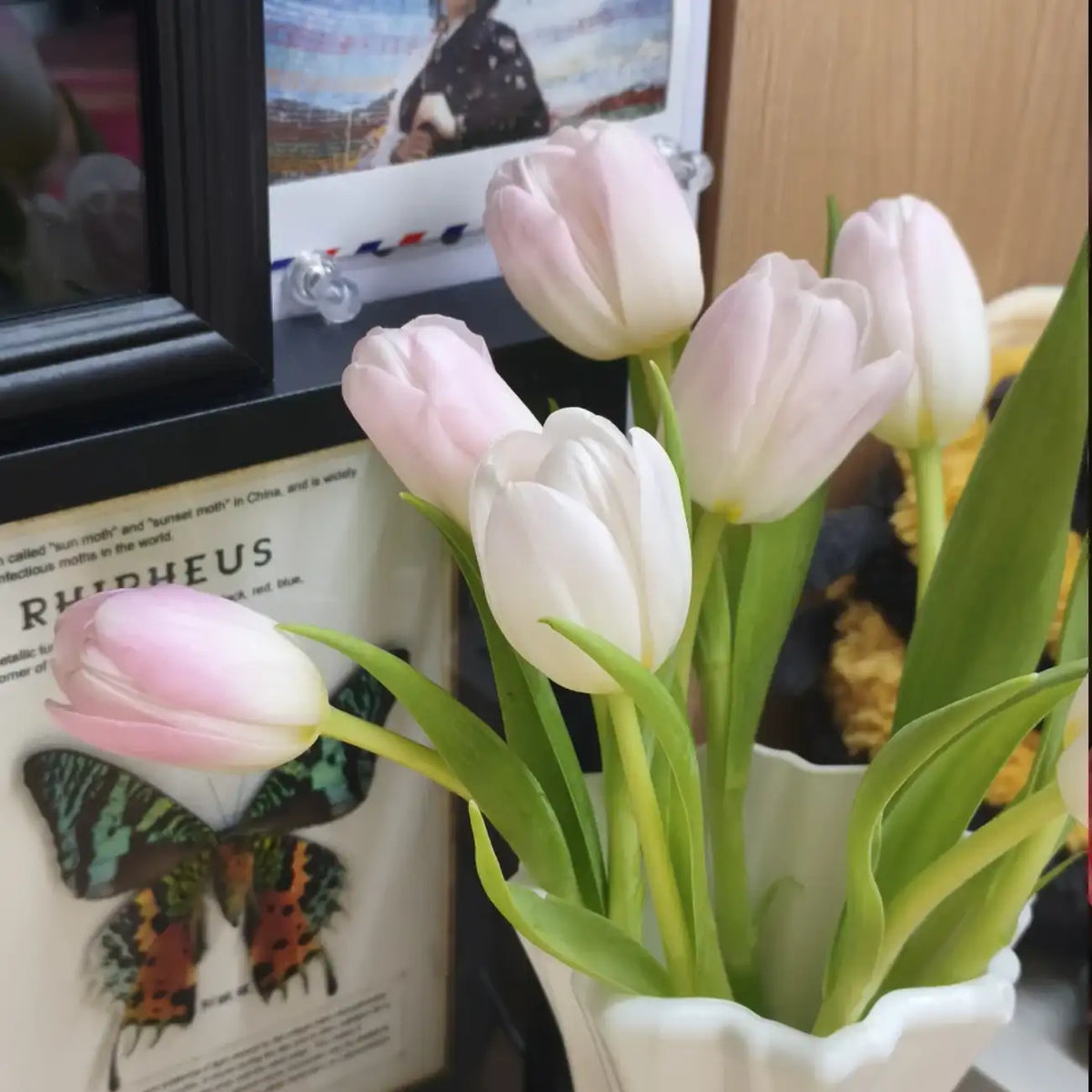 Tulip 'Pink Dynasty' Seeds
