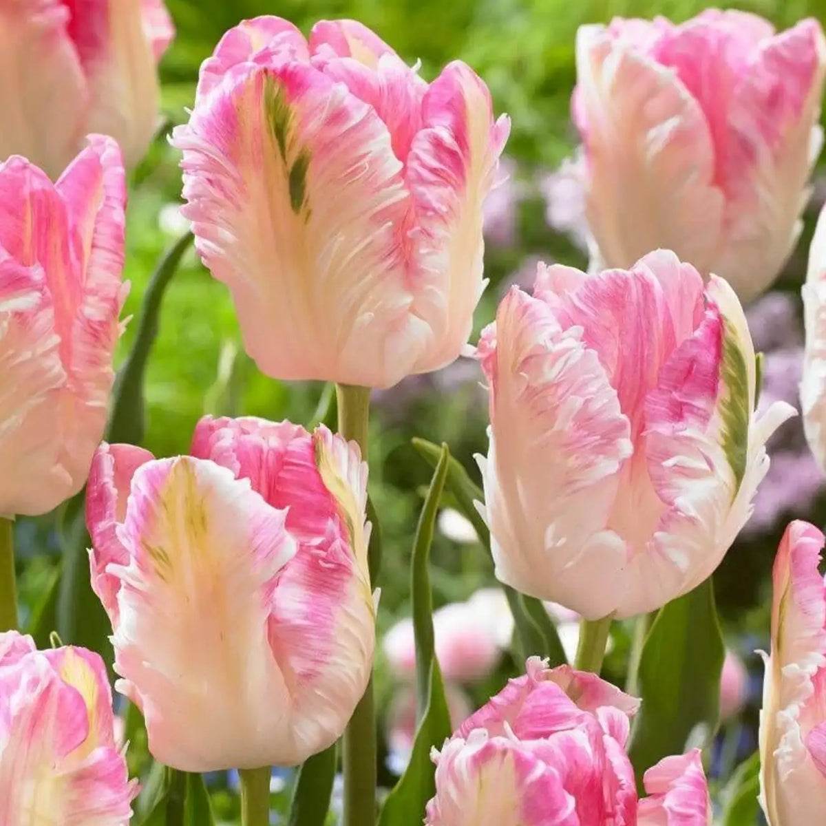 Tulip 'Pink Parrot' Seeds