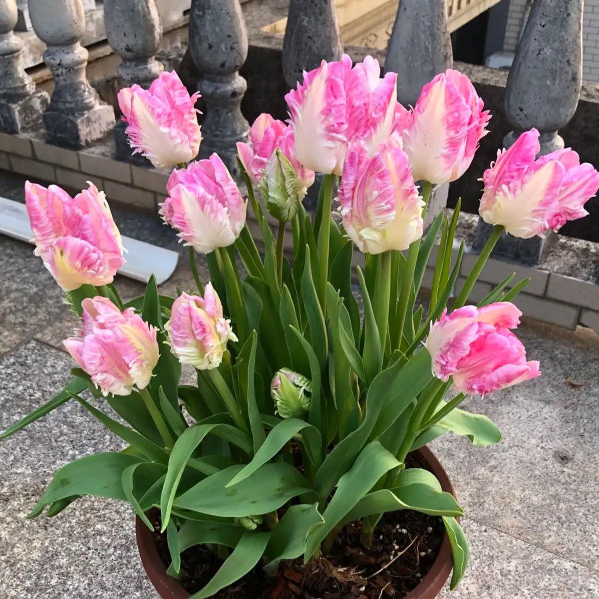 Tulip 'Pink Parrot' Seeds