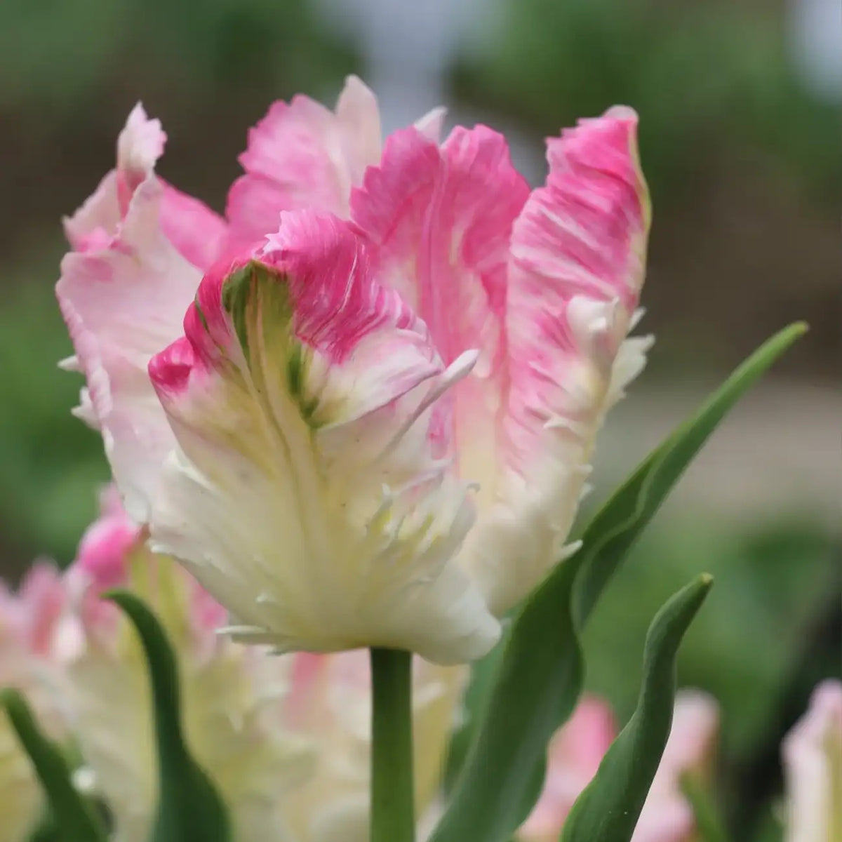 Tulip 'Pink Parrot' Seeds