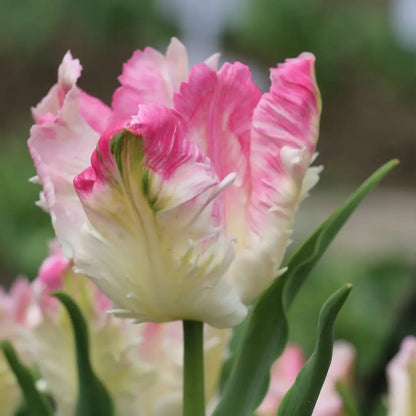 Tulip 'Pink Parrot' Seeds