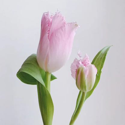 Tulip 'Pink' Seeds