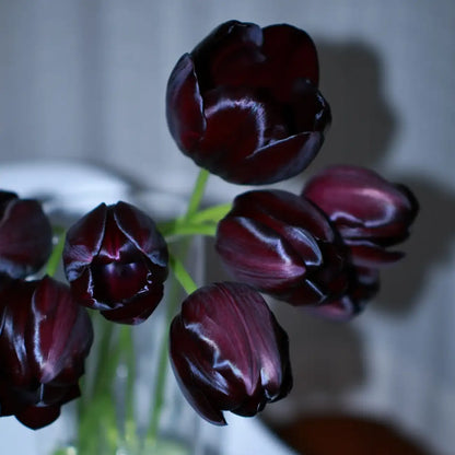 Tulip 'Queen of Night' Seeds