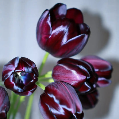Tulip 'Queen of Night' Seeds