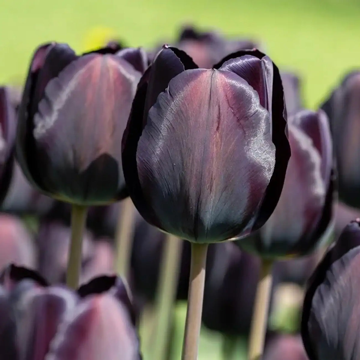Tulip 'Queen of Night' Seeds