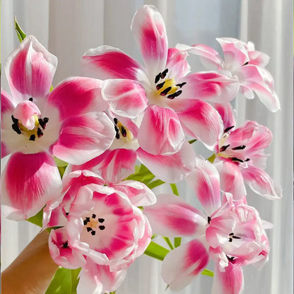 Tulip 'Raspberry Mousse' Seeds