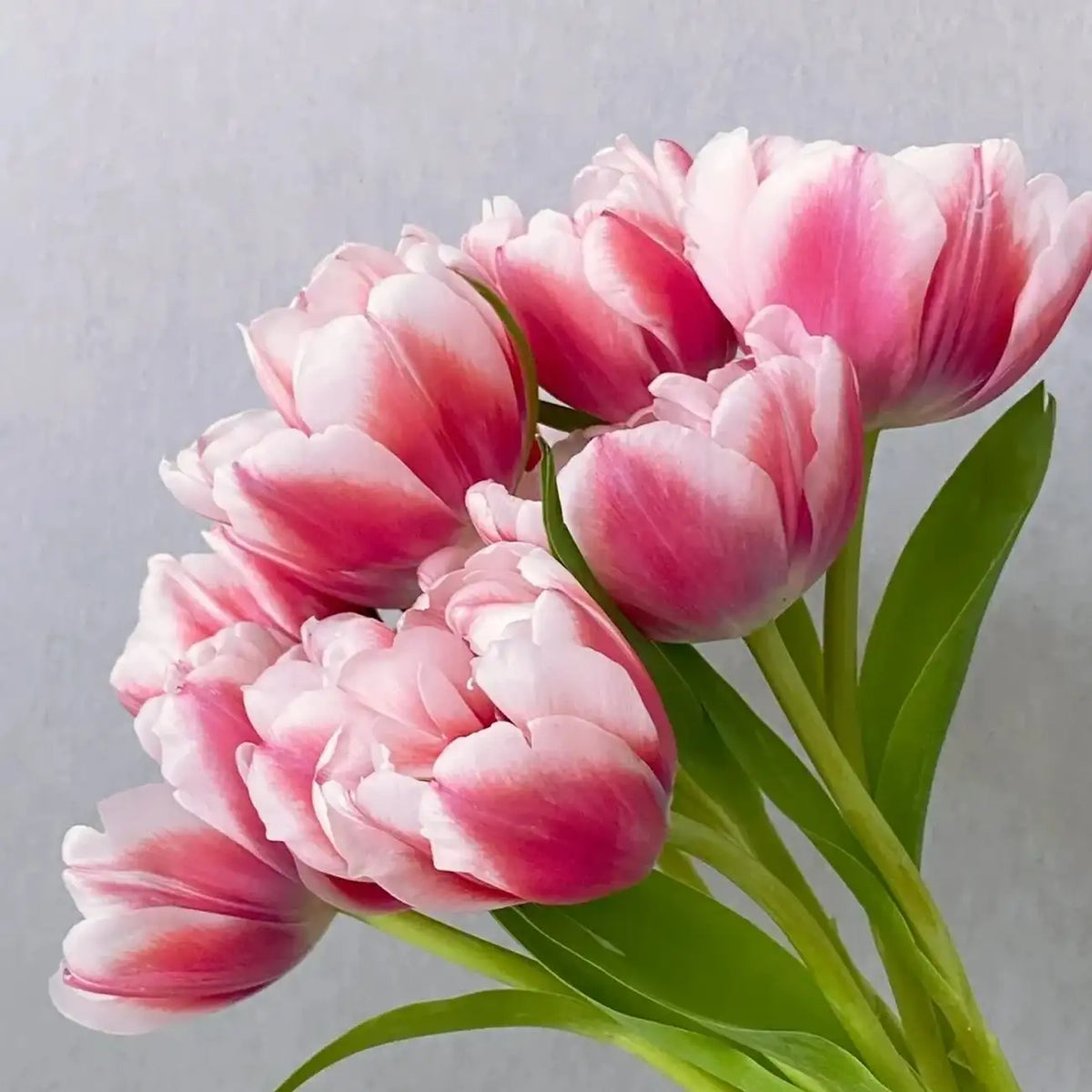 Tulip 'Raspberry Mousse' Seeds