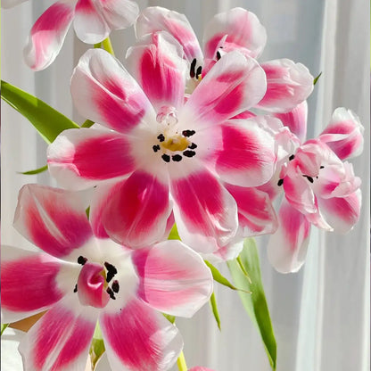 Tulip 'Raspberry Mousse' Seeds