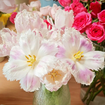 Tulip 'Rebecca' Seeds