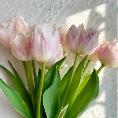 Tulip 'Rebecca' Seeds